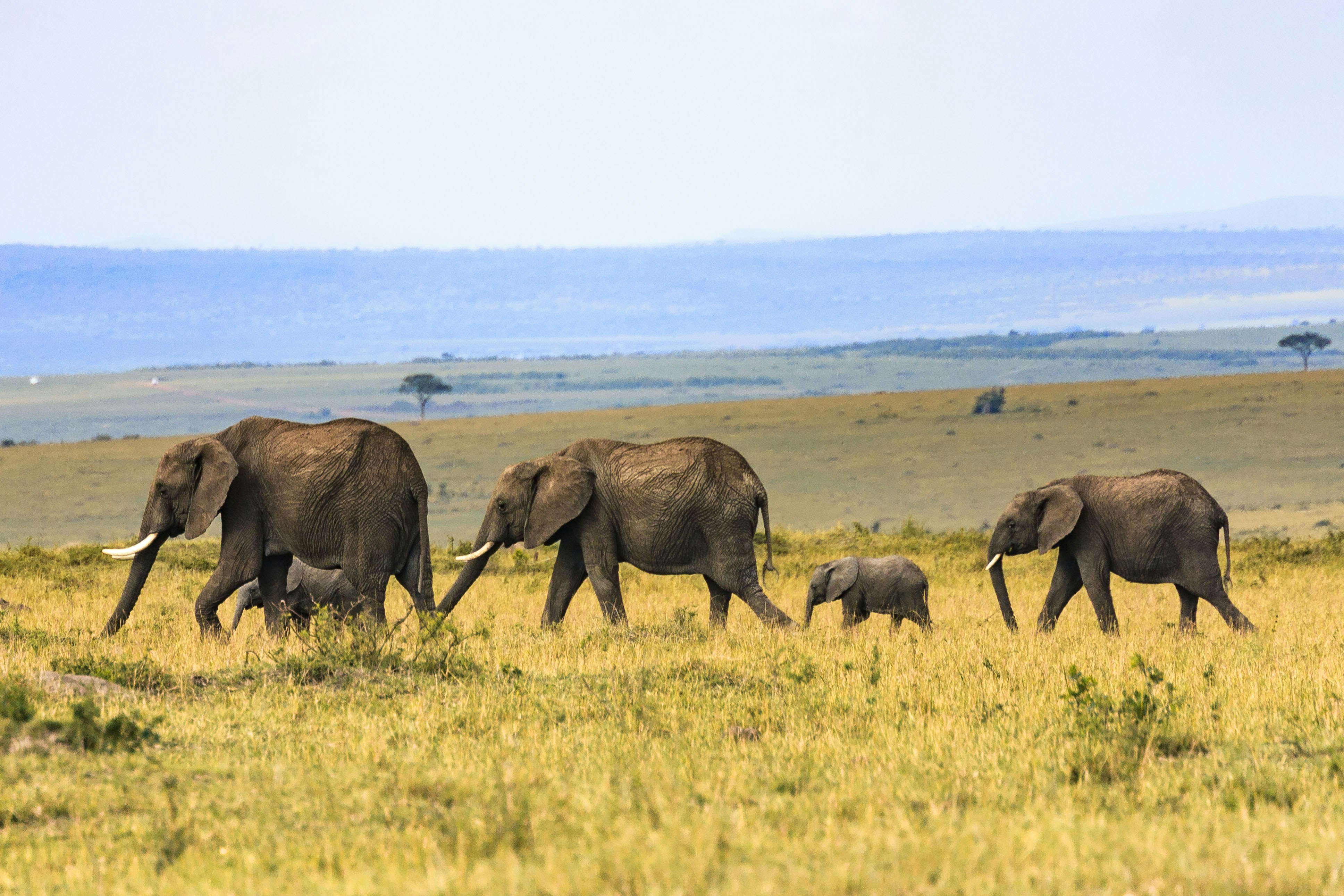 5-Day Family Serengeti Safari